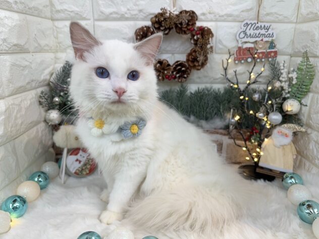 兵庫県のラグドール (ワンキャラット アミーゴ姫路花田店/2025年7月14日生まれ/男の子/ブルーポイントバイカラー)の子猫の3枚目の画像