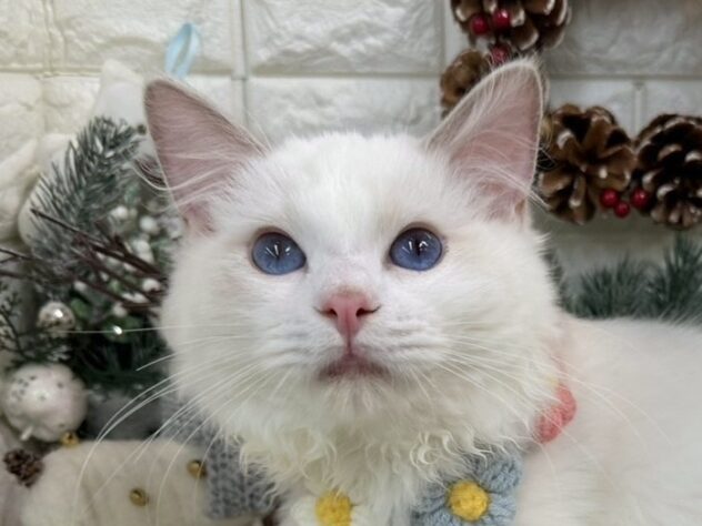 兵庫県のラグドール (ワンキャラット アミーゴ姫路花田店/2025年7月14日生まれ/男の子/ブルーポイントバイカラー)の子猫の1枚目の画像