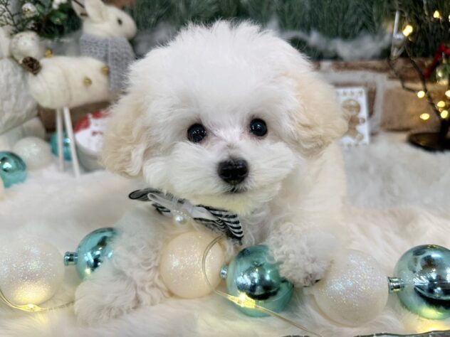 兵庫県のトイプードル(トイ) (ワンキャラット アミーゴ姫路花田店/2025年10月2日生まれ/男の子/ホワイト)の子犬