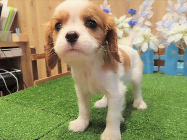 兵庫県のキャバリアキングチャールズスパニエル (アミーゴ伊丹店/2025年10月22日生まれ/男の子/ブレンハイム)の子犬の3枚目の画像