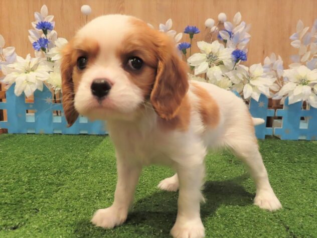兵庫県のキャバリアキングチャールズスパニエル (アミーゴ伊丹店/2025年10月22日生まれ/男の子/ブレンハイム)の子犬の1枚目の画像