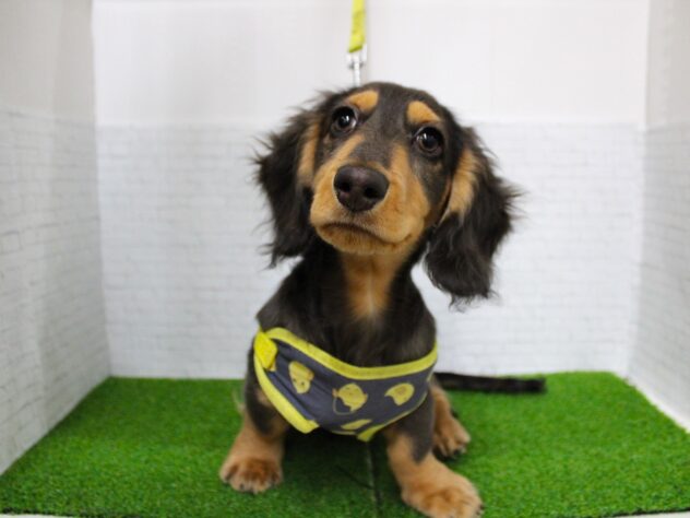 兵庫県のミニチュアダックスフンド(ロング) (ペット・プラザ アミーゴ尼崎昭和通店/2025年10月18日生まれ/男の子/ブルータン)の子犬の4枚目の画像