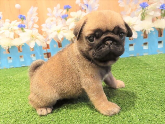 兵庫県のパグ (アミーゴ伊丹店/2025年10月21日生まれ/男の子/フォーン)の子犬