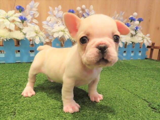 兵庫県のフレンチブルドッグ (アミーゴ伊丹店/2025年10月22日生まれ/女の子/クリーム)の子犬の3枚目の画像