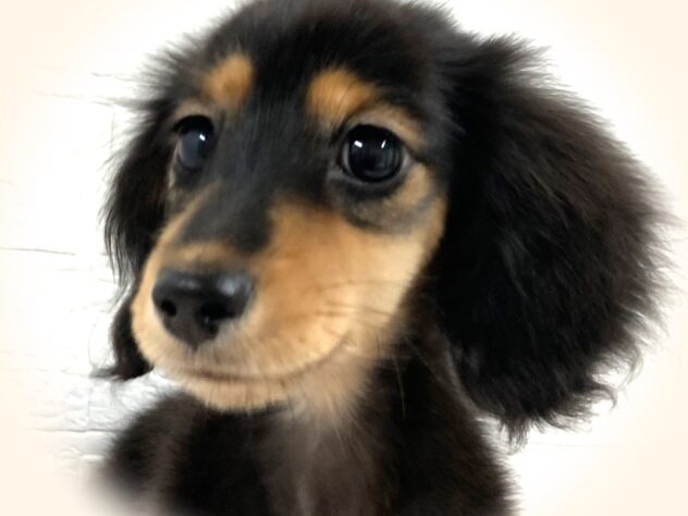 岡山県のカニンヘンダックスフンド(ロング) (アミーゴ津山店/2025年8月16日生まれ/女の子/ブラックタン)の子犬