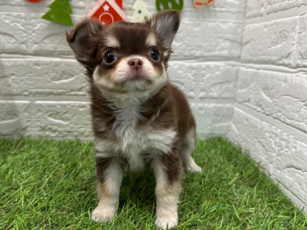 新潟県のチワワ(ロング) (アミーゴ新潟小新店/2025年10月6日生まれ/女の子/チョコレートクリームホワイト)の子犬の3枚目の画像