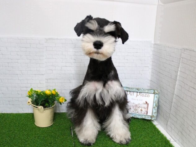 兵庫県のミニチュアシュナウザー (ペット・プラザ アミーゴ尼崎昭和通店/2025年10月4日生まれ/女の子/ブラックシルバー)の子犬の1枚目の画像