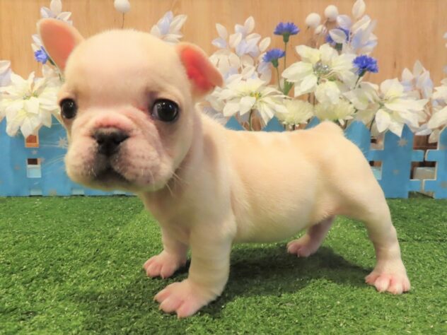 兵庫県のフレンチブルドッグ (アミーゴ伊丹店/2025年10月22日生まれ/女の子/クリーム)の子犬の2枚目の画像