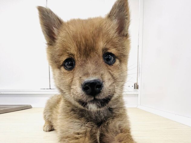 岡山県の豆柴 (アミーゴ水島店/2025年10月10日生まれ/女の子/赤)の子犬の2枚目の画像