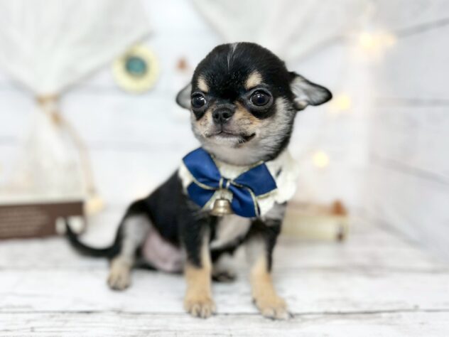 香川県のチワワ(ロング) (ワンキャラット アミーゴ屋島店/2025年10月3日生まれ/男の子/ブラックタンホワイト)の子犬の3枚目の画像