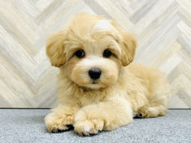 岡山県のハーフ犬・ミックス犬 (アミーゴ水島店/2025年10月19日生まれ/男の子/クリーム)の子犬の3枚目の画像