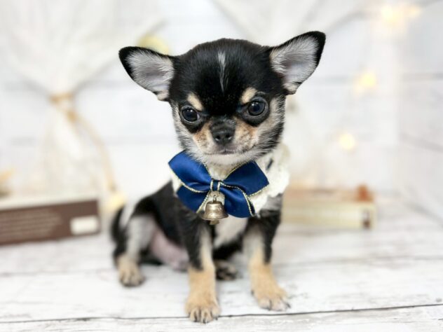 香川県のチワワ(ロング) (ワンキャラット アミーゴ屋島店/2025年10月3日生まれ/男の子/ブラックタンホワイト)の子犬の2枚目の画像