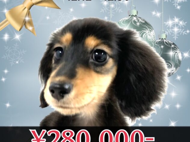 岡山県のカニンヘンダックスフンド(ロング) (アミーゴ津山店/2025年8月16日生まれ/女の子/ブラックタン)の子犬