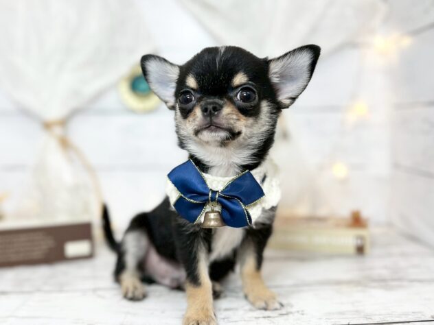 香川県のチワワ(ロング) (ワンキャラット アミーゴ屋島店/2025年10月3日生まれ/男の子/ブラックタンホワイト)の子犬の1枚目の画像