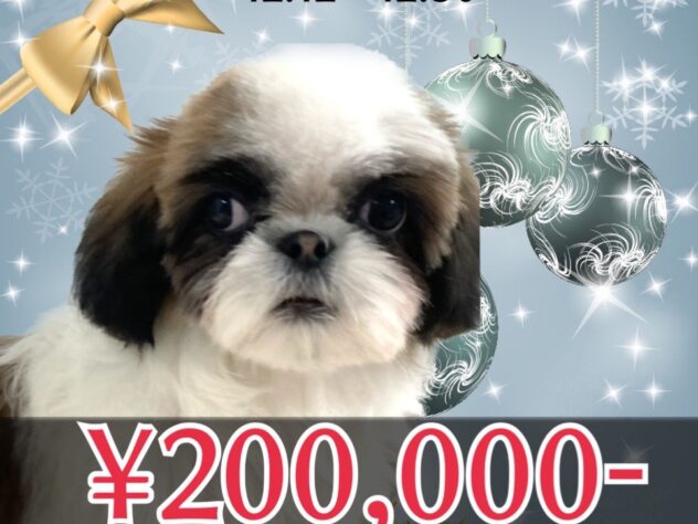 岡山県のシーズー (アミーゴ津山店/2025年9月2日生まれ/女の子/ホワイトゴールド)の子犬