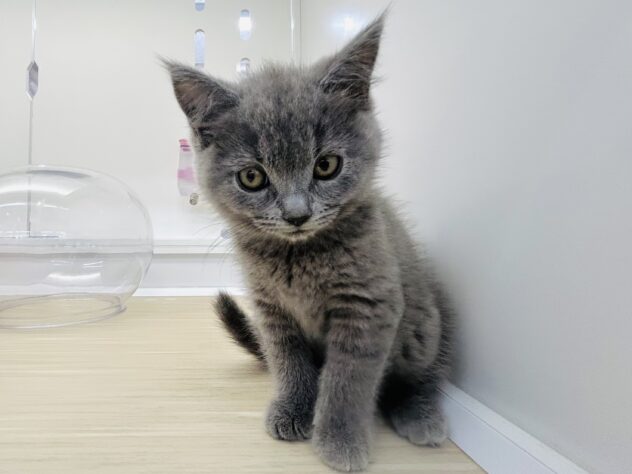 岡山県のブリティッシュショートヘアー (アミーゴ水島店/2025年10月28日生まれ/女の子/ブルー)の子猫の2枚目の画像