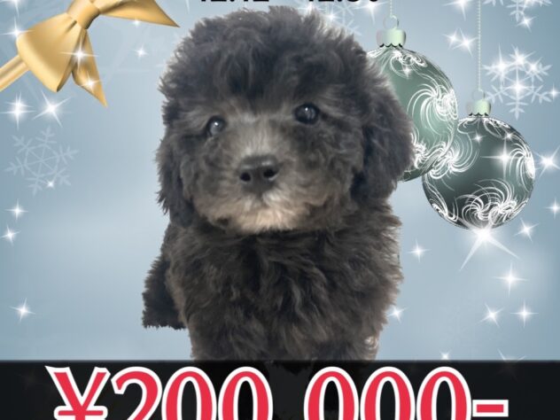 岡山県のトイプードル(トイ) (アミーゴ津山店/2025年10月13日生まれ/男の子/シルバー)の子犬