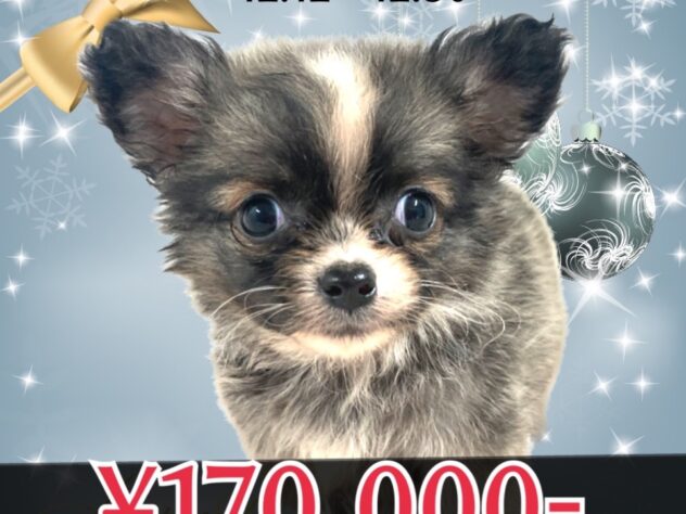 岡山県のチワワ(ロング) (アミーゴ津山店/2025年10月13日生まれ/男の子/フォーン)の子犬