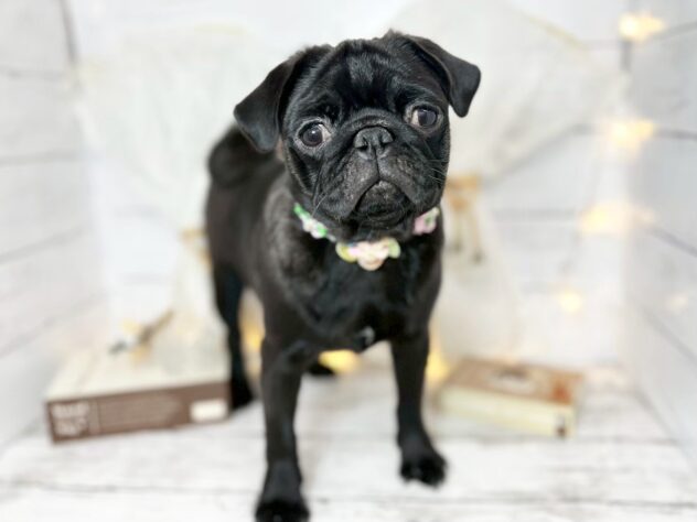 香川県のパグ (ワンキャラット アミーゴ屋島店/2025年7月24日生まれ/女の子/ブラック)の子犬の2枚目の画像