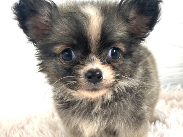 岡山県のチワワ(ロング) (アミーゴ津山店/2025年10月13日生まれ/男の子/フォーン)の子犬