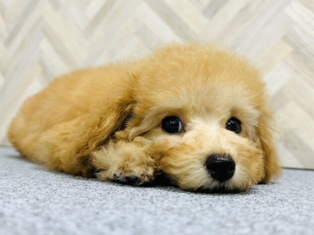 岡山県のトイプードル(トイ) (アミーゴ水島店/2025年10月5日生まれ/女の子/レッド)の子犬の3枚目の画像