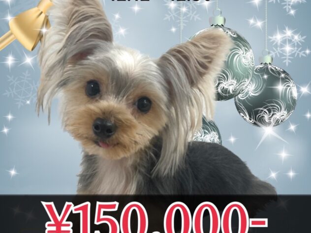 岡山県のヨークシャーテリア (アミーゴ津山店/2025年4月15日生まれ/男の子/スチールブルータン)の子犬