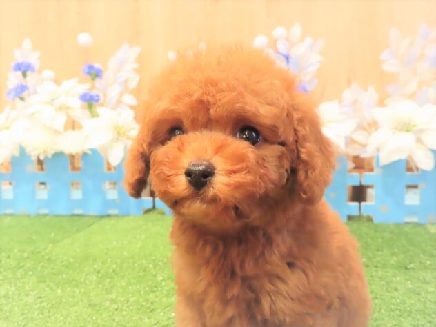 兵庫県のトイプードル(トイ) (アミーゴ伊丹店/2025年10月22日生まれ/男の子/レッドフォーン)の子犬の3枚目の画像