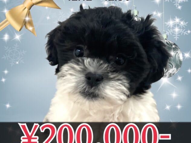 岡山県のシーズー (アミーゴ津山店/2025年10月16日生まれ/女の子/ブラックホワイト)の子犬