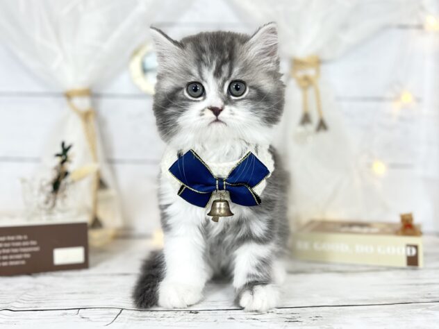 香川県のスコティッシュフォールド (ワンキャラット アミーゴ屋島店/2025年10月29日生まれ/男の子/ブルータビーホワイト)の子猫の1枚目の画像