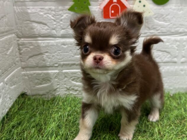 新潟県のチワワ(ロング) (アミーゴ新潟小新店/2025年10月6日生まれ/女の子/チョコレートクリームホワイト)の子犬の2枚目の画像