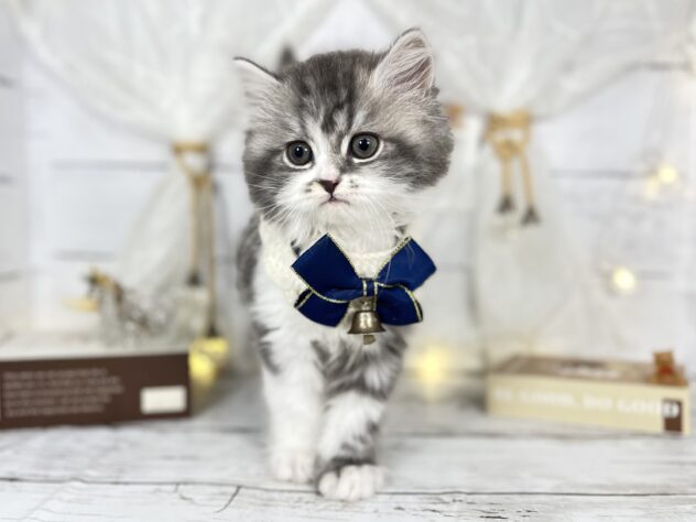 香川県のスコティッシュフォールド (ワンキャラット アミーゴ屋島店/2025年10月29日生まれ/男の子/ブルータビーホワイト)の子猫の2枚目の画像