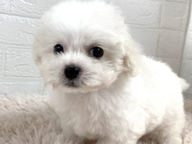 岡山県のビションフリーゼ (アミーゴ津山店/2025年10月20日生まれ/男の子/ホワイト)の子犬