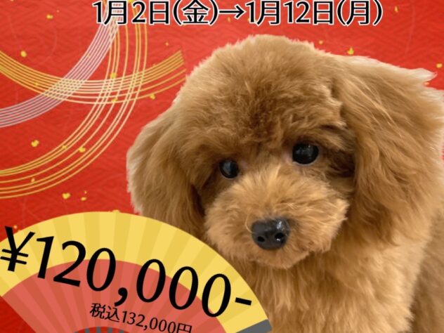 岡山県のトイプードル(トイ) (アミーゴ津山店/2025年6月4日生まれ/男の子/レッドフォーン)の子犬