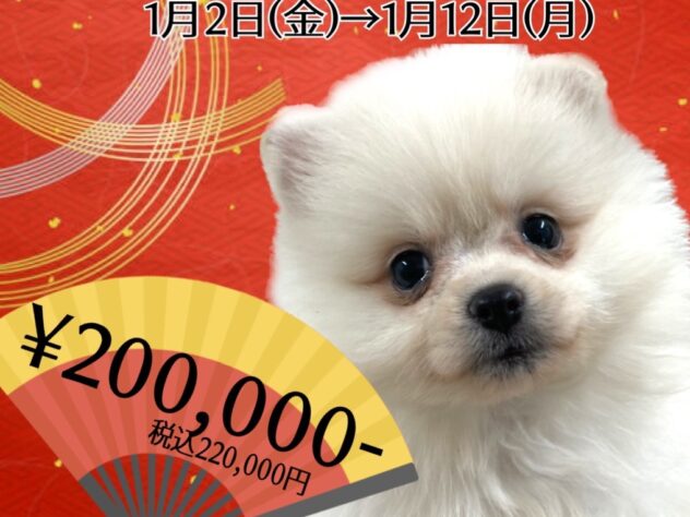 岡山県のポメラニアン (アミーゴ津山店/2025年10月30日生まれ/女の子/ホワイト)の子犬