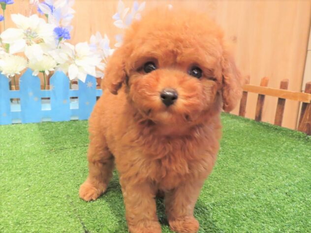 兵庫県のトイプードル(トイ) (アミーゴ伊丹店/2025年10月22日生まれ/男の子/レッドフォーン)の子犬の2枚目の画像