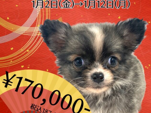 岡山県のチワワ(ロング) (アミーゴ津山店/2025年10月13日生まれ/男の子/フォーン)の子犬