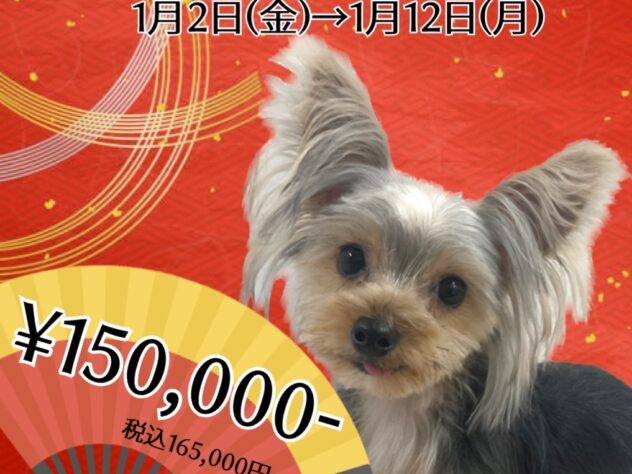 岡山県のヨークシャーテリア (アミーゴ津山店/2025年4月15日生まれ/男の子/スチールブルータン)の子犬
