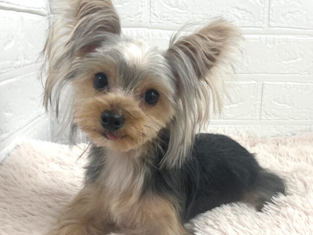 岡山県のヨークシャーテリア (アミーゴ津山店/2025年4月15日生まれ/男の子/スチールブルータン)の子犬