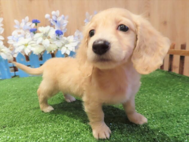 兵庫県のミニチュアダックスフンド(ロング) (アミーゴ伊丹店/2025年10月15日生まれ/女の子/イエロー)の子犬の2枚目の画像