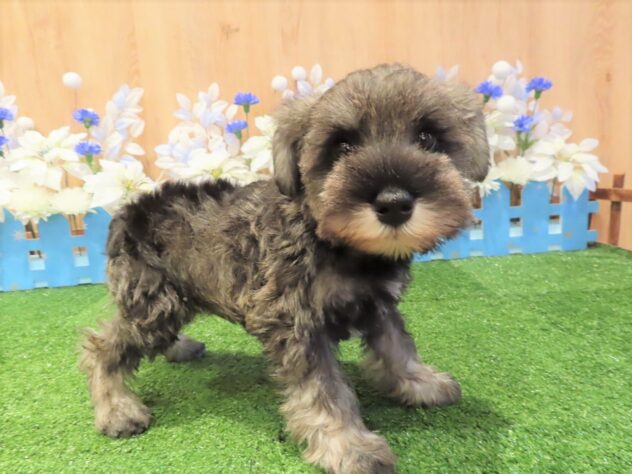 兵庫県のミニチュアシュナウザー (アミーゴ伊丹店/2025年10月20日生まれ/男の子/ソルトペッパー)の子犬の2枚目の画像