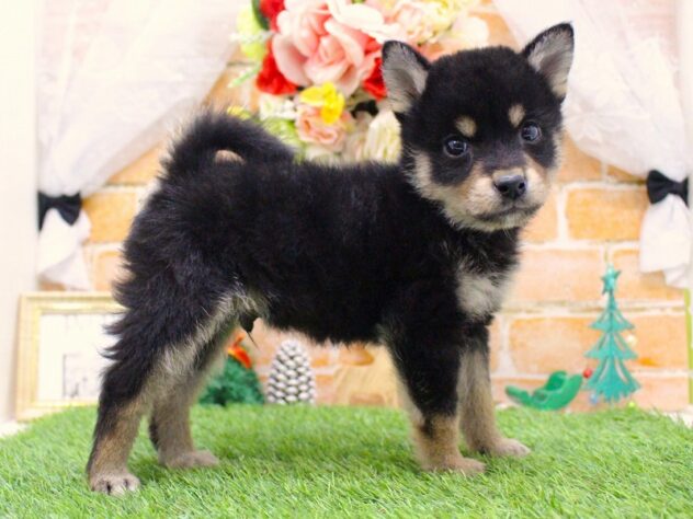 兵庫県の柴犬(標準サイズ) (ペット・プラザ アミーゴ三田店/2025年10月17日生まれ/男の子/黒)の子犬の2枚目の画像