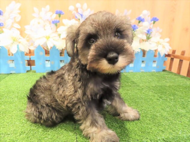 兵庫県のミニチュアシュナウザー (アミーゴ伊丹店/2025年10月20日生まれ/男の子/ソルトペッパー)の子犬の1枚目の画像