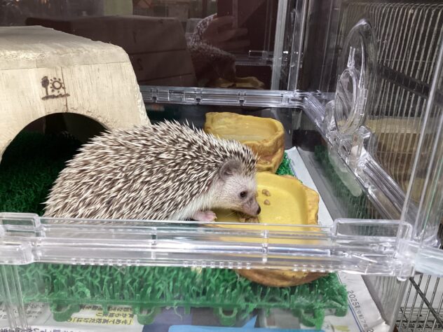 【限定482台/041】デジタルハリネズミ1st復刻【期間限定価格】 限定482・No.041】デジタルハリネズミ1st復刻 ハリネズミ ノーマル