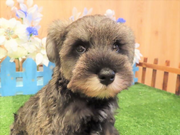 兵庫県のミニチュアシュナウザー (アミーゴ伊丹店/2025年10月20日生まれ/男の子/ソルトペッパー)の子犬の3枚目の画像