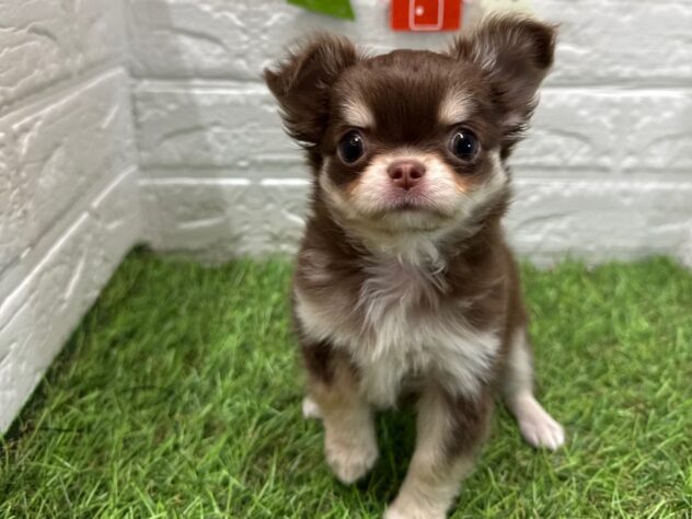 新潟県のチワワ(ロング) (アミーゴ新潟小新店/2025年10月6日生まれ/女の子/チョコレートクリームホワイト)の子犬の1枚目の画像