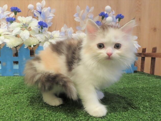 兵庫県のサイベリアン (アミーゴ伊丹店/2025年10月13日生まれ/女の子/ダイリュートキャリコ)の子猫の3枚目の画像
