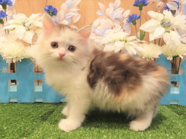 兵庫県のサイベリアン (アミーゴ伊丹店/2025年10月13日生まれ/女の子/ダイリュートキャリコ)の子猫の2枚目の画像