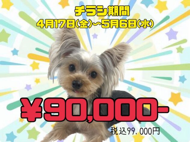 岡山県のヨークシャーテリア (アミーゴ津山店/2025年4月15日生まれ/男の子/スチールブルータン)の子犬