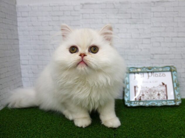 兵庫県のエキゾチック (ペット・プラザ アミーゴ尼崎昭和通店/2025年10月25日生まれ/男の子/クリーム)の子猫の1枚目の画像