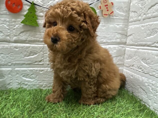 新潟県のトイプードル(トイ) (アミーゴ新潟小新店/2025年10月9日生まれ/男の子/レッド)の子犬の2枚目の画像